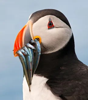 <b class=qtipBold><figcaption>Puffin with sand eels in beak</figcaption></b><br>Puffin from Farne Islands, just off coast of Northumberland in UK, with multiple sand eels in its beak.<br><em>© Colin Carter Photography</em> Puffin with sand eels in beak