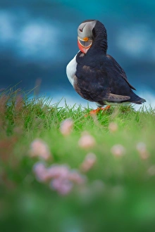 <b class=qtipBold><figcaption>Puffin standing on the cliff</figcaption></b> Puffin standing on the cliff