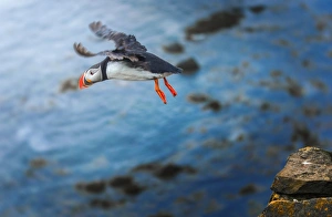 <b class=qtipBold><figcaption>A puffin taking off from the cliff</figcaption></b> A puffin taking off from the cliff