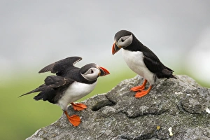 Puffins or Atantic Puffins -Fratercula arctica-, Runde, Soroyane, More og Romsdal, Norway Puffins or Atantic Puffins -Fratercula arctica-, Runde, Soroyane, More og Romsdal, Norway