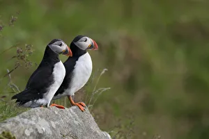 Puffins or Atlantic Puffins -Fratercula arctica-, Runde, Soroyane, More og Romsdal, Norway Puffins or Atlantic Puffins -Fratercula arctica-, Runde, Soroyane, More og Romsdal, Norway