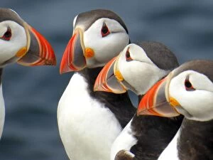 Frans Sellies Gallery: Puffins on the Farne islands