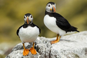 Puffins -Fratercula arctica-, Farne Islands, Northumberland, England, United Kingdom Puffins -Fratercula arctica-, Farne Islands, Northumberland, England, United Kingdom