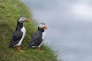 Puffins -Fratercula arctica-, Mykines, Faroe Islands, Denmark Puffins -Fratercula arctica-, Mykines, Faroe Islands, Denmark