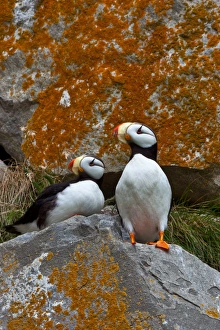 Puffins on a lichen-covered cliff. Horned puffins, Fratercula corniculata Puffins on a lichen-covered cliff. Horned puffins, Fratercula corniculata