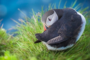 <b class=qtipBold><figcaption>Puffins with shy acting</figcaption></b><br><em>© coolbiere</em> Puffins with shy acting