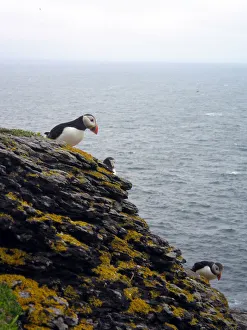 <b class=qtipBold><figcaption>Puffins on skellig michael</figcaption></b><br>Atlantic Puffins looking down at tourists walking on Skellig Michael. Puffins on skellig michael