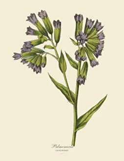 Cut Out Gallery: Pulmonaria or Lungwort Plant, Victorian Botanical Illustration