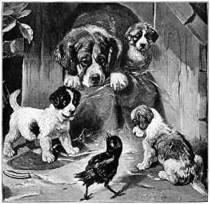 Puppies and their mother looking at a bird Puppies and their mother looking at a bird