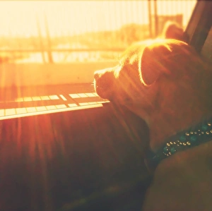 Puppy dog in car head out window sunset sunshine Puppy dog in car head out window sunset sunshine