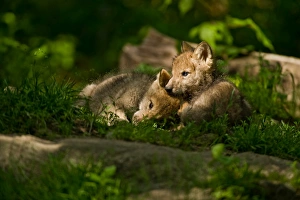 <b class=qtipBold><figcaption>Puppy love</figcaption></b><br>Two gray or timber wolves are lying next to each other in the grass. They are in a small pool of sunlight.<br><em>© All photographs are owned and copyright by Michael Cummings</em> Puppy love