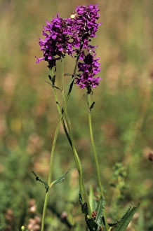 Purple Betony or Bishops Wort (Stachys officinalis) Purple Betony or Bishops Wort (Stachys officinalis)