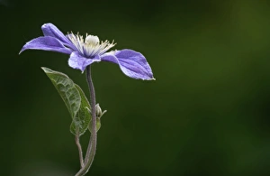 Purple Clematis -Clematis viticella Prince Charles- Purple Clematis -Clematis viticella Prince Charles-