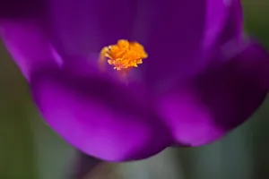 <b class=qtipBold><figcaption>Purple Crocus</figcaption></b><br>Photograph of a purple crocus at springtime<br><em>© © Simon Gakhar</em> Purple Crocus