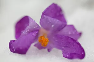 <b class=qtipBold><figcaption>Purple Crocus Flowers in Snow</figcaption></b><br>A close up photograph of purple crocus flowers in spring after being subjected to a late fall of snow. Shows the delicacy of flowers to the harshness of a late snowfall in the UK.<br><em>© © Simon Gakhar</em> Purple Crocus Flowers in Snow