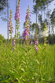Purple foxglove, Ladys glove (Digitalis purpurea), group of blossoms on a forest clearing Purple foxglove, Ladys glove (Digitalis purpurea), group of blossoms on a forest clearing