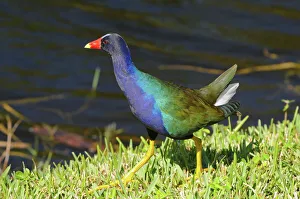 Purple gallinule, Porphyrio martinica. Everglades National Park, Florida, USA Purple gallinule, Porphyrio martinica. Everglades National Park, Florida, USA