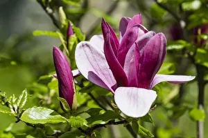 Purple Magnolia -Magnolia liliiflora-, Lower Saxony, Germany Purple Magnolia -Magnolia liliiflora-, Lower Saxony, Germany
