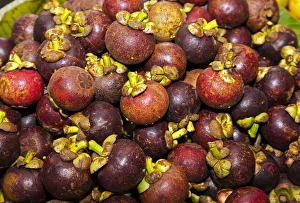 Purple Mangosteen -Garcinia mangostana-, market in the market halls, Singaraja Purple Mangosteen -Garcinia mangostana-, market in the market halls, Singaraja
