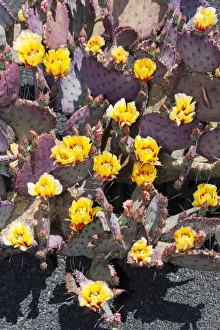 Purple Prickly-pear -Opuntia macrocentra-, native to Mexico Purple Prickly-pear -Opuntia macrocentra-, native to Mexico