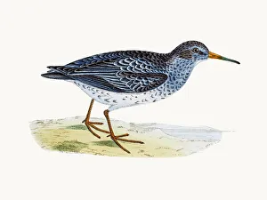 Sandpipers Gallery: 