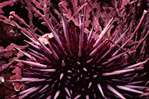 <b class=qtipBold><figcaption>Purple Sea Urchin</figcaption></b><br>Jeff Rotman Underwater Photography, 6395-000189 Purple Sea Urchin