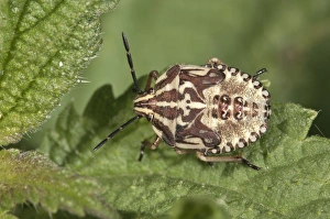 Purple Shield Bug -Carpocoris purpureipennis-, larva in the fifth instar, Untergroningen, Abtsgmuend, Baden-Wurttemberg Purple Shield Bug -Carpocoris purpureipennis-, larva in the fifth instar, Untergroningen, Abtsgmuend, Baden-Wurttemberg