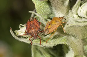 Purple Shield Bugs -Carpocoris purpureipennis-, couple, male on the left, on a mullein, Lake Kerkini region, Greece Purple Shield Bugs -Carpocoris purpureipennis-, couple, male on the left, on a mullein, Lake Kerkini region, Greece