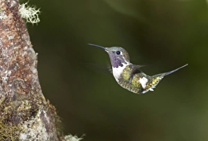 Purple-throated Woodstar -Calliphlox mitchellii-, hummingbird Purple-throated Woodstar -Calliphlox mitchellii-, hummingbird