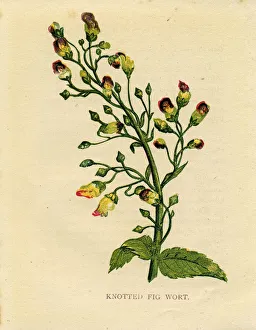 Purple wildflower knotted figwort Victorian botanical illustration by Anne Pratt Purple wildflower knotted figwort Victorian botanical illustration by Anne Pratt