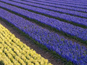 Purple and yellow hyacinths (Hyacinthus) fields, Lisse, South Holland, Netherlands Purple and yellow hyacinths (Hyacinthus) fields, Lisse, South Holland, Netherlands