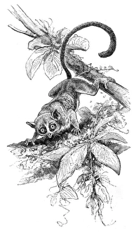 Pygmy mouse lemur engraving 1895 Pygmy mouse lemur engraving 1895