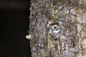 Pygmy owl (Glaucidium passerinum) looking out of its nest, Bavaria, Germany, Europe Pygmy owl (Glaucidium passerinum) looking out of its nest, Bavaria, Germany, Europe