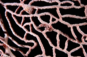Pygmy seahorse (Hippocampus bargibanti) on Sea fan coral (Muricella) Pygmy seahorse (Hippocampus bargibanti) on Sea fan coral (Muricella)