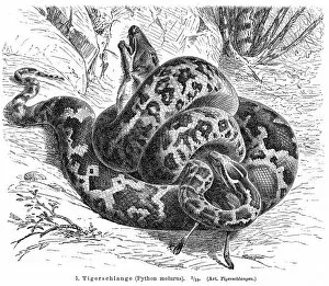Related Images Gallery: Python molurus engraving 1896