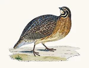 <b class=qtipBold><figcaption>Quail bird</figcaption></b><br>A photograph of an original hand-colored engraving from The History of British Birds by Morris published in 1853-1891.<br><em>© mashuk</em> Quail bird
