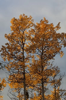 Quaking Aspens, Trembling Aspens -Populus tremuloides-, leaves in fall colours, Indian Summer, autumn, Yukon Territory Quaking Aspens, Trembling Aspens -Populus tremuloides-, leaves in fall colours, Indian Summer, autumn, Yukon Territory