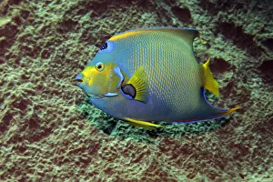 Queen Angelfish -Holacanthus ciliaris- in front of sponge, Little Tobago Queen Angelfish -Holacanthus ciliaris- in front of sponge, Little Tobago