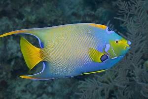 Images Dated 13th March 2011: Queen Angelfish swimming over tropical coral reef