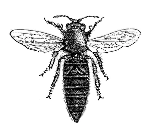 Queen Bee of Bumblebee