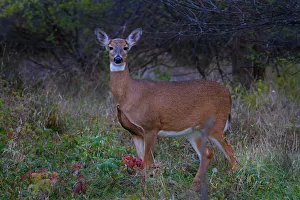 <b class=qtipBold><figcaption>Queen Doe</figcaption></b><br>White-tailed deer.<br><em>© JIm Cumming</em> Queen Doe