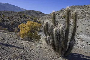 Quisco Cactus or Hedgehog Cactus -Echinopsis chiloensis-, Rio Hurtado, Region de Coquimbo Quisco Cactus or Hedgehog Cactus -Echinopsis chiloensis-, Rio Hurtado, Region de Coquimbo