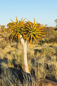 Quiver tree -Aloe dichotoma-, near Keetmanshoop, Namibia Quiver tree -Aloe dichotoma-, near Keetmanshoop, Namibia
