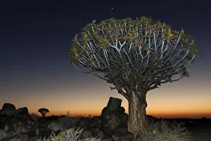 Quiver tree (Aloe dichotoma), night scene, in the Quiver Tree Forest in Garaspark in Quiver tree (Aloe dichotoma), night scene, in the Quiver Tree Forest in Garaspark in