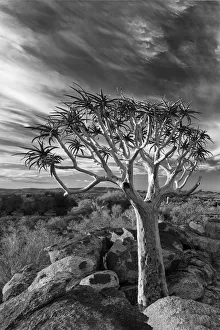 Quiver tree on dry earth against blue sky with clouds - Augrabies Waterfall, South Africa Quiver tree on dry earth against blue sky with clouds - Augrabies Waterfall, South Africa