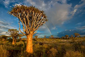 The Quiver Tree Forest with a rainbow at sunset shortly after a summer thunderstorm. Keetmanshoop, Namibia The Quiver Tree Forest with a rainbow at sunset shortly after a summer thunderstorm. Keetmanshoop, Namibia
