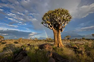 Quiver Tree Forest with a Rainbow after a Thunderstorm, Keetmanshoop, Namibia Quiver Tree Forest with a Rainbow after a Thunderstorm, Keetmanshoop, Namibia