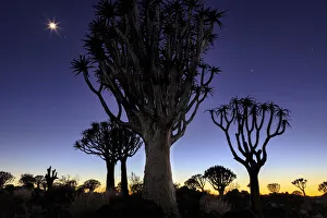 Quiver tree Forest at sunrise, Keetmanshoop, Namibia Quiver tree Forest at sunrise, Keetmanshoop, Namibia