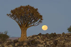 <b class=qtipBold><figcaption>Quiver tree, Keetmanshoop, Namibia</figcaption></b><br>A full moon sets over a Quiver tree forest (Aloe dichotoma). Dawn.<br><em>© BenCranke</em> Quiver tree, Keetmanshoop, Namibia