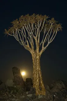 <b class=qtipBold><figcaption>Quiver tree, Keetmanshoop, Namibia</figcaption></b><br>A full moon rises behind a Quiver tree (Aloe dichotoma). Evening.<br><em>© BenCranke</em> Quiver tree, Keetmanshoop, Namibia